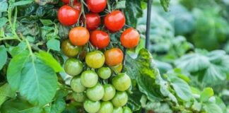 உருளைத்தக்காளி- Pomato