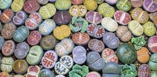 பூக்கும் கற்கள்