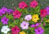 அந்திமந்தாரை (Mirabilis Jalapa)