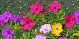 அந்திமந்தாரை (Mirabilis Jalapa)