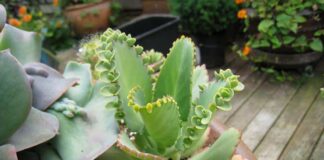 ஆயிரங்களின் அன்னை