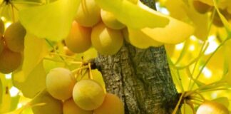ஜின்கோ மரம் – Ginkgo Biloba