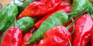 உலகின் காரமான மிளகாய்கள்