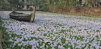 ஆகாயத்தாமரை