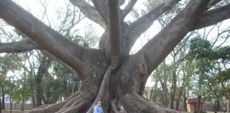 பலகை வேர்கள்