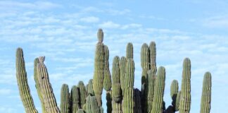 யானைக்கள்ளி