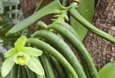 வெனிலா (Vanilla)