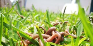 மண்புழு மனங்கொண்டோர் யாரிங்கே?