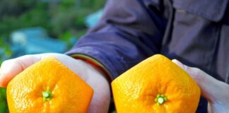 சதுர தர்பூசணியும் ஐங்கோண ஆரஞ்சுகளும்