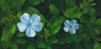 என் வீட்டுத் தோட்டத்தில்…!