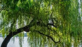 அழும் வில்லோ மரம்