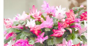 கிருஸ்துமஸ் கள்ளி