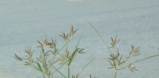 கோரைப்புல்