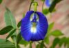 சங்கு புஷ்பம் – Clitoria Ternatea
