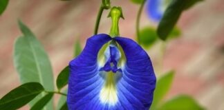 சங்கு புஷ்பம் – Clitoria Ternatea