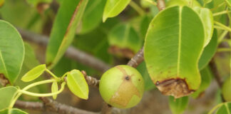 மரண ஆப்பிள் மரம்