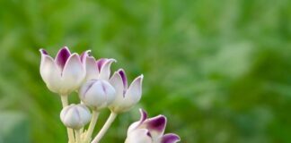 எருக்கு