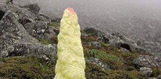 அமலபர்ணி – Rheum Nobile