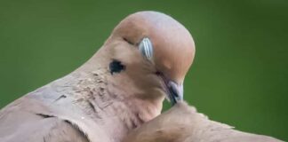 காதல் கோட்டை