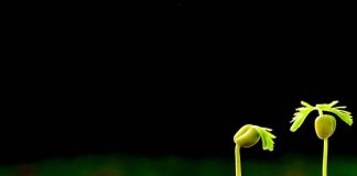 Seeds of Tomorrow seed