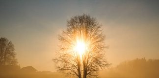 Whispers of Dawn 1000342084