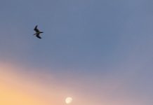 Fly Your Own Way dfdb07aab2bccc67703ffed5bb44bfbc