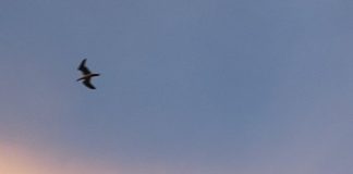 Fly Your Own Way dfdb07aab2bccc67703ffed5bb44bfbc