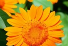 “The Sky Parade” flower-1