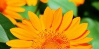 “The Sky Parade” flower